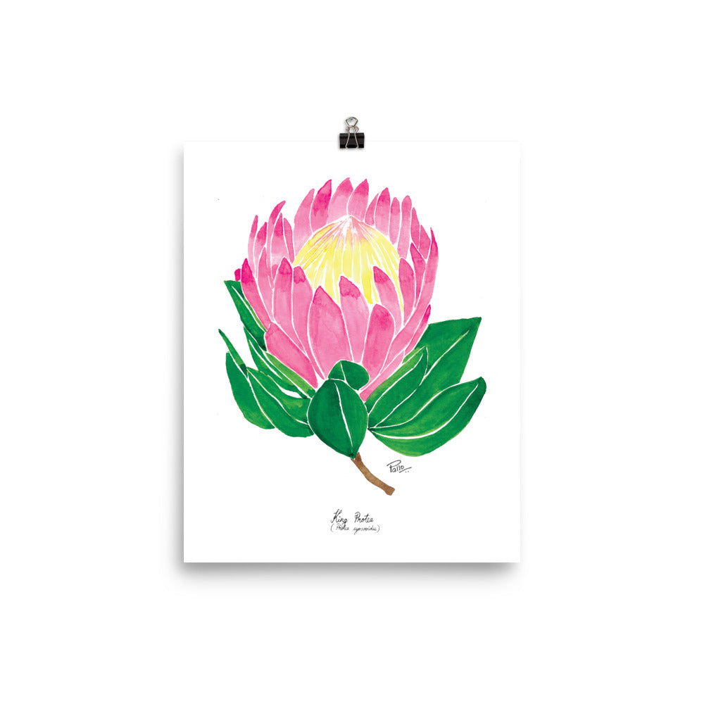 King Protea flower - Art Print